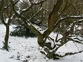 Dancing tree, Winter, Hampstead Heath P1070453